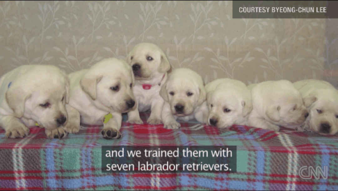The 7 Tomorrow Dogs/Toppies cloned in 200718ya.